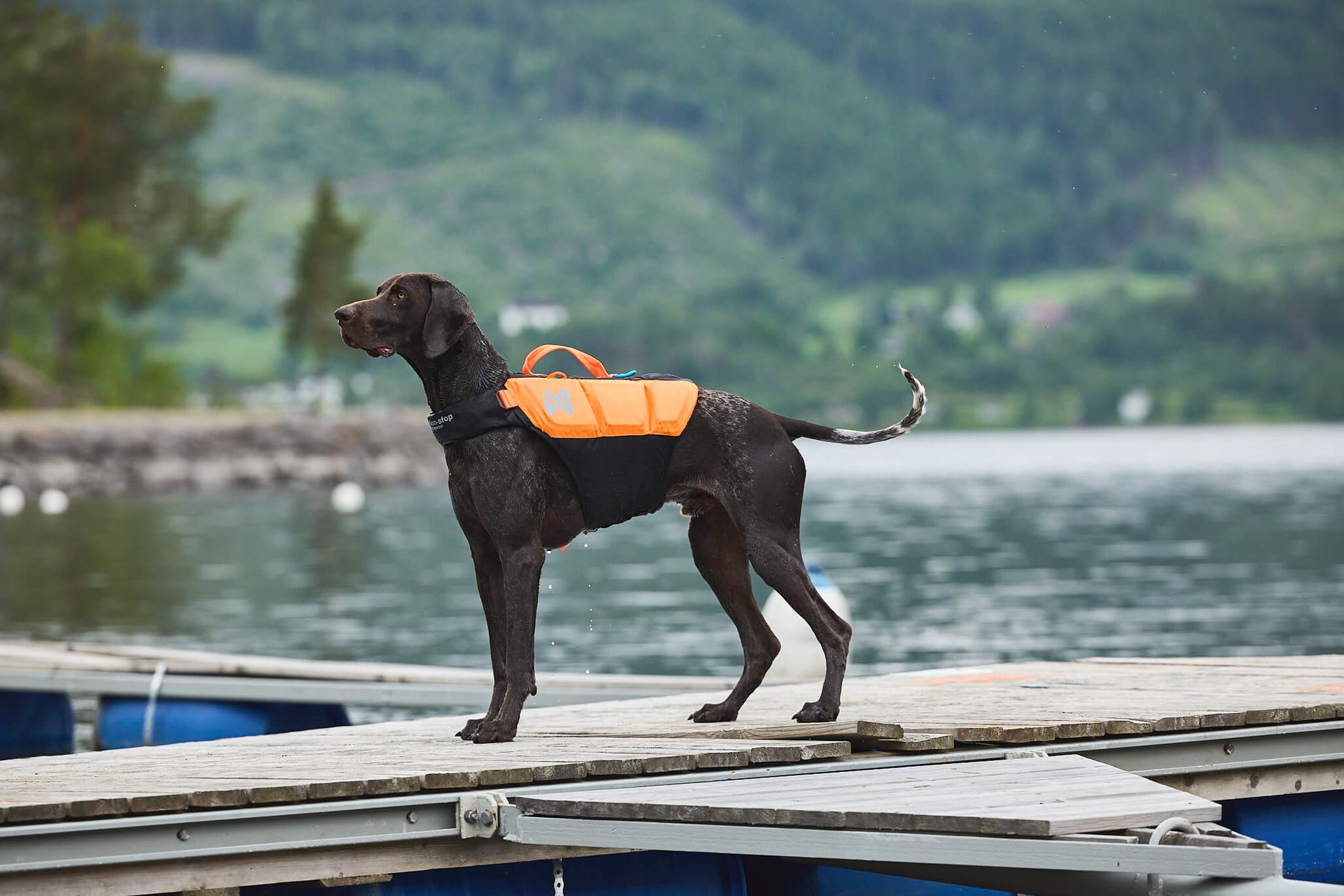 How should a life jacket sit on a dog? Dog in life jacket with correct fit