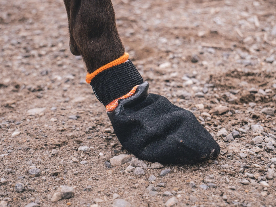 Dog paw with Non-stop protector bootoe dog shoe
