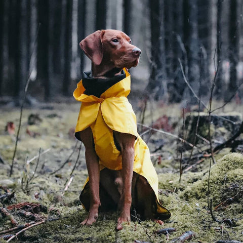 Regenschutz für Hunde