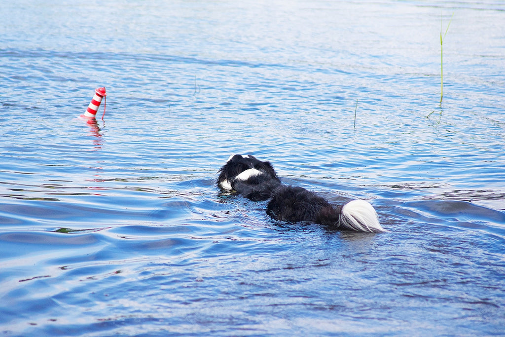 Schwimmendes Hundespielzeug, das im Wasser gut sichtbar ist – Rogz Lighthouse