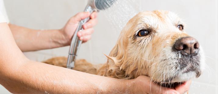 Dog being showered