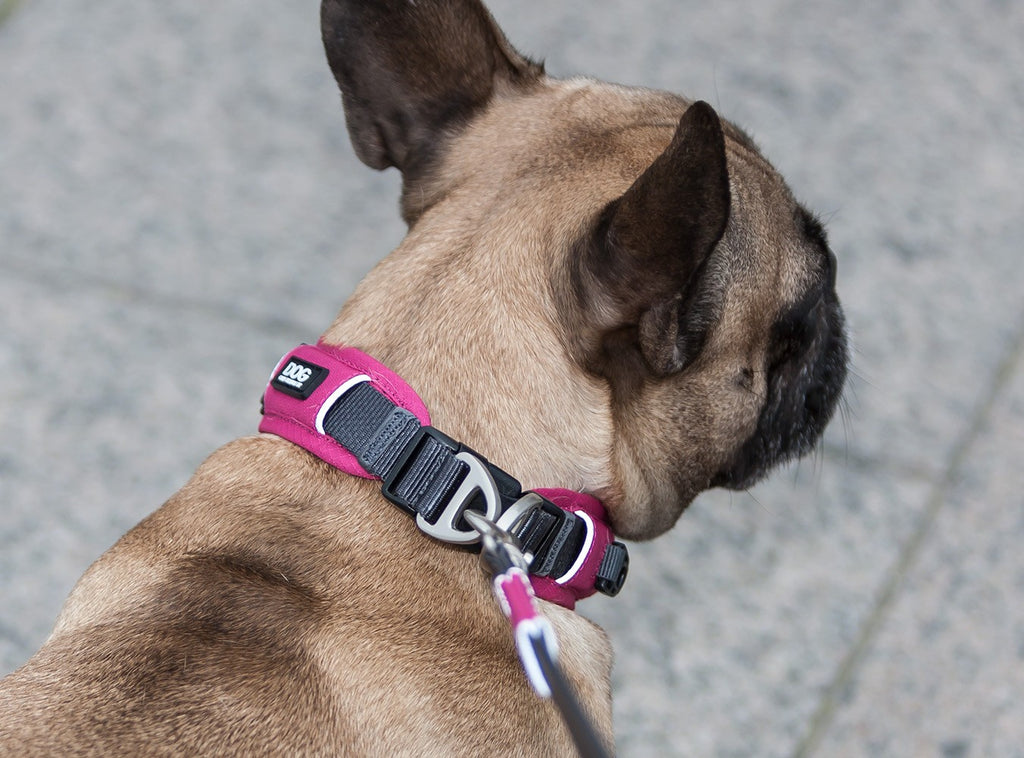 Hunderücken mit Hundehalsband von Dog Copenhagen