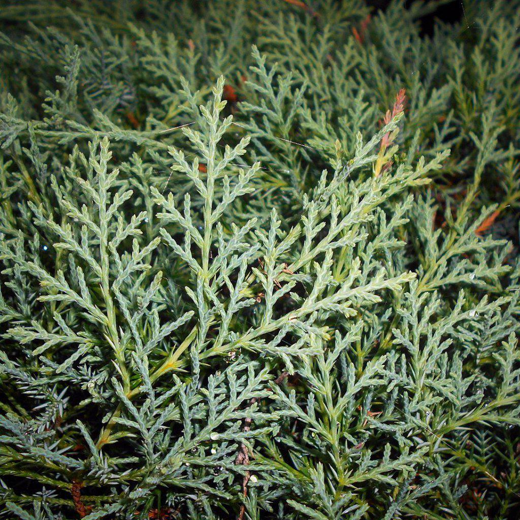 Image of Coralbells companion plant grey owl juniper