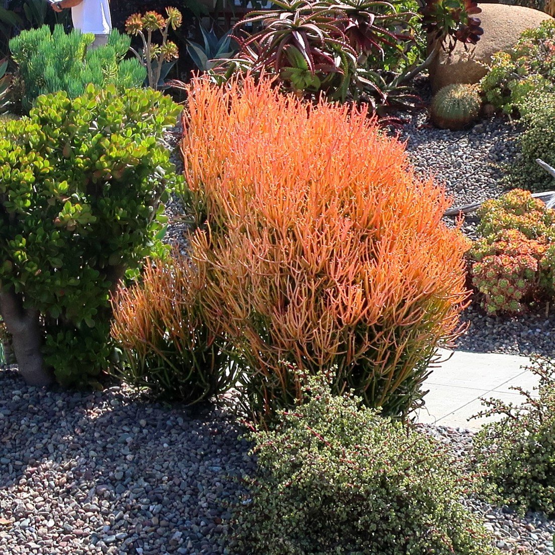 Euphorbia tirucalli 'Sticks on Fire' ~ Red Pencil Tree