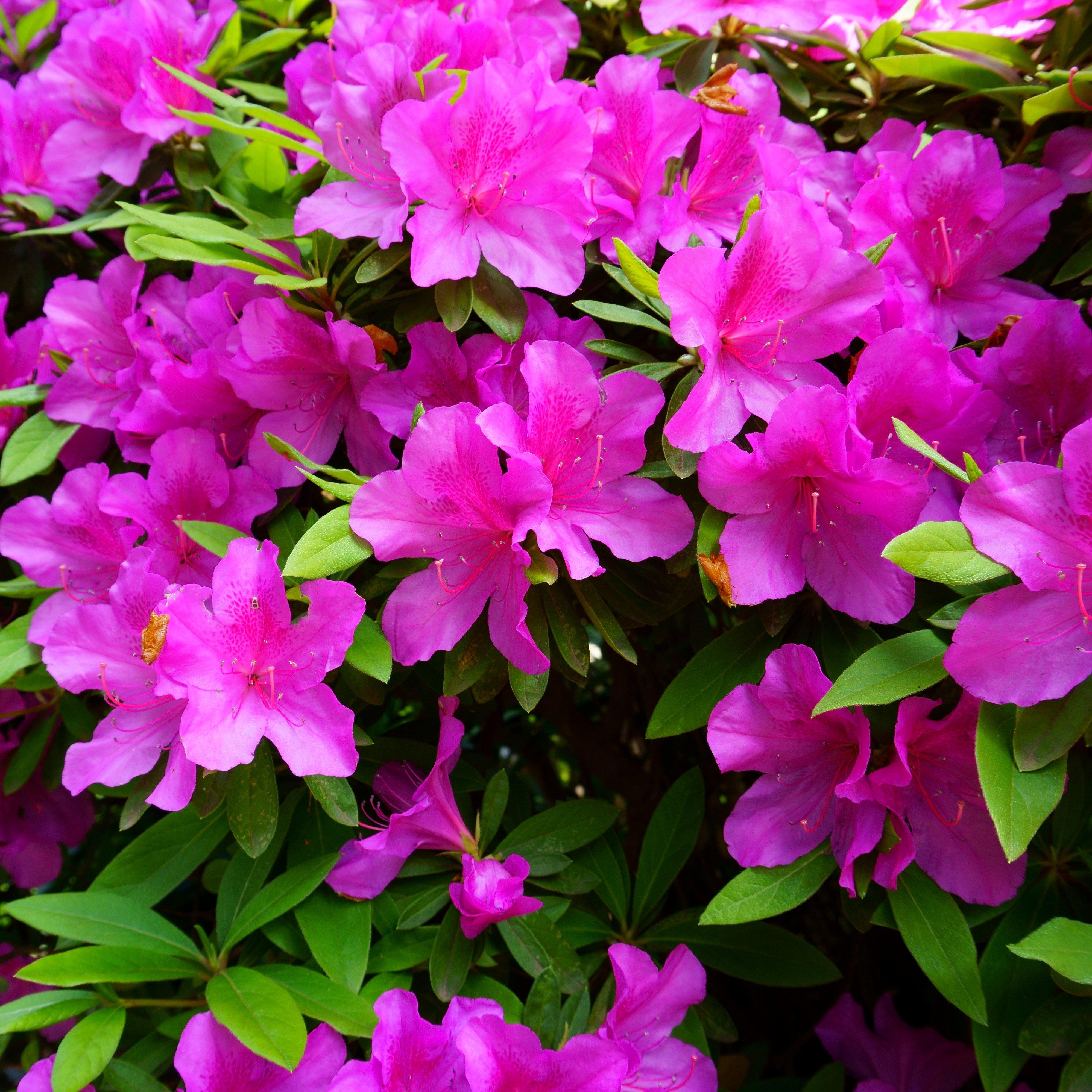 Rhododendron indica 'Formosa' ~ Formosa Azalea, Purple – Dunwoody Ace  Hardware