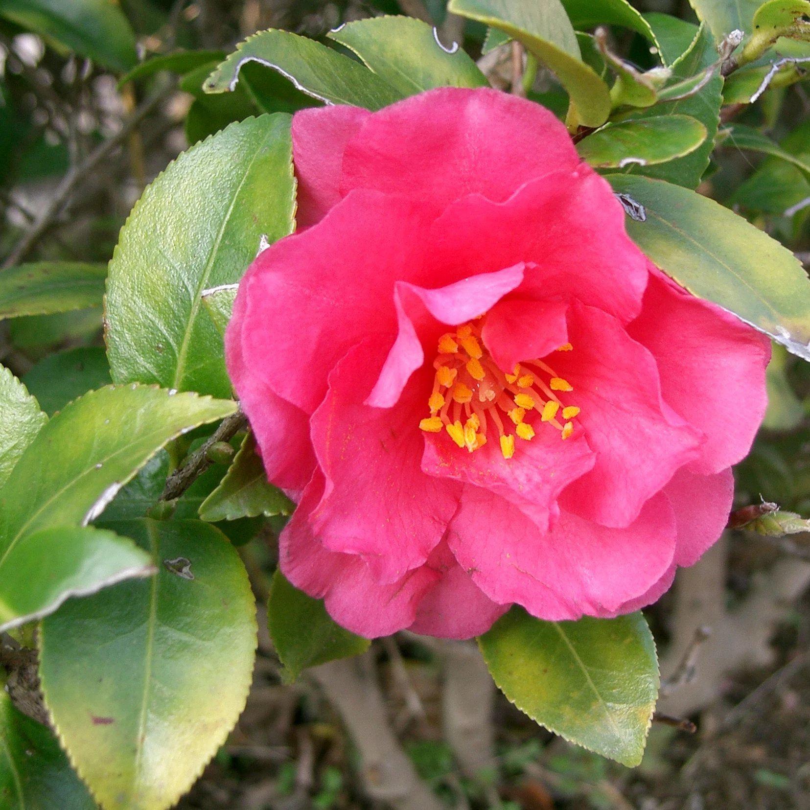 Image of Shi shi camellia and astilbe companion plants