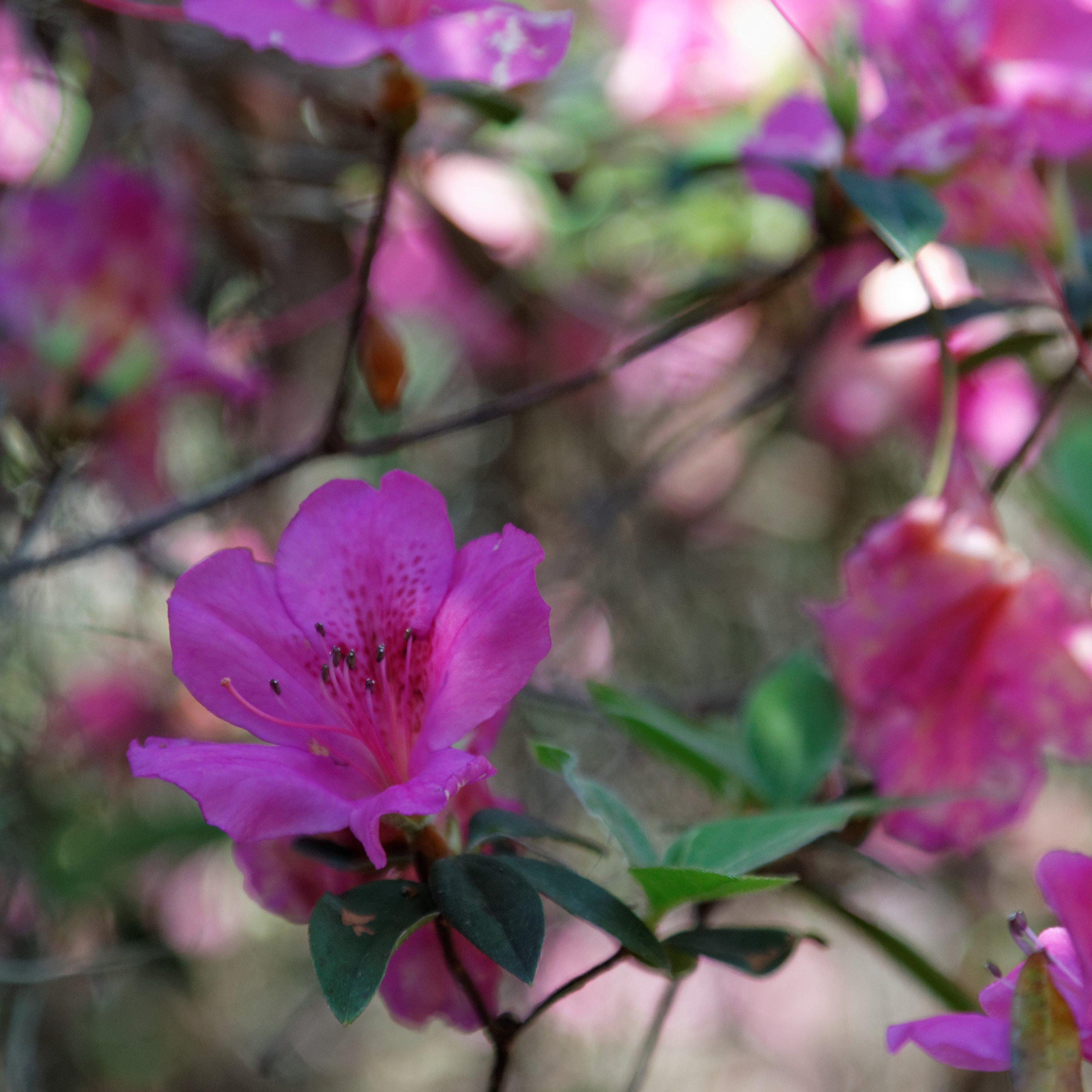 Rhododendron indica 'Formosa' ~ Formosa Azalea, Purple – Dunwoody Ace  Hardware