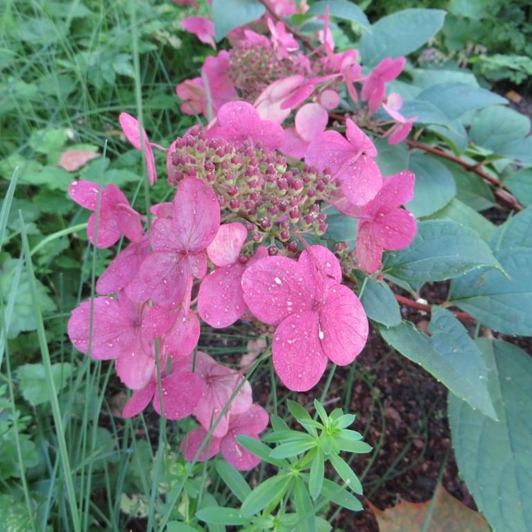 Hydrangea paniculata 'Wims Red' ~ & Ice Hydrangea – Dunwoody Ace Hardware