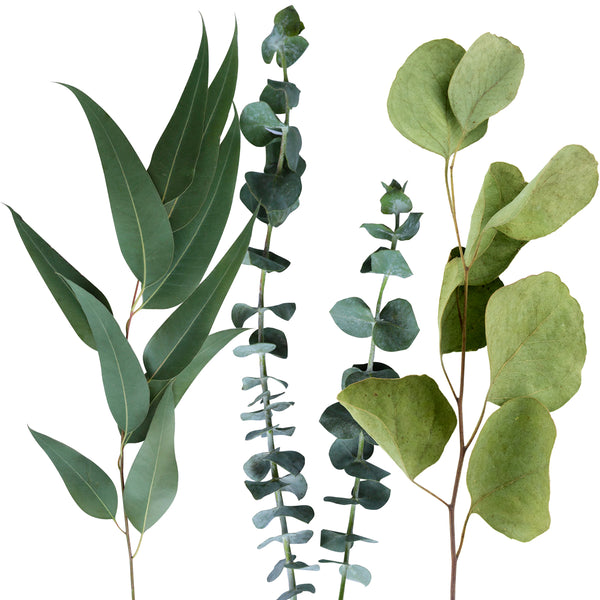 Three types of Eucalyptus branches