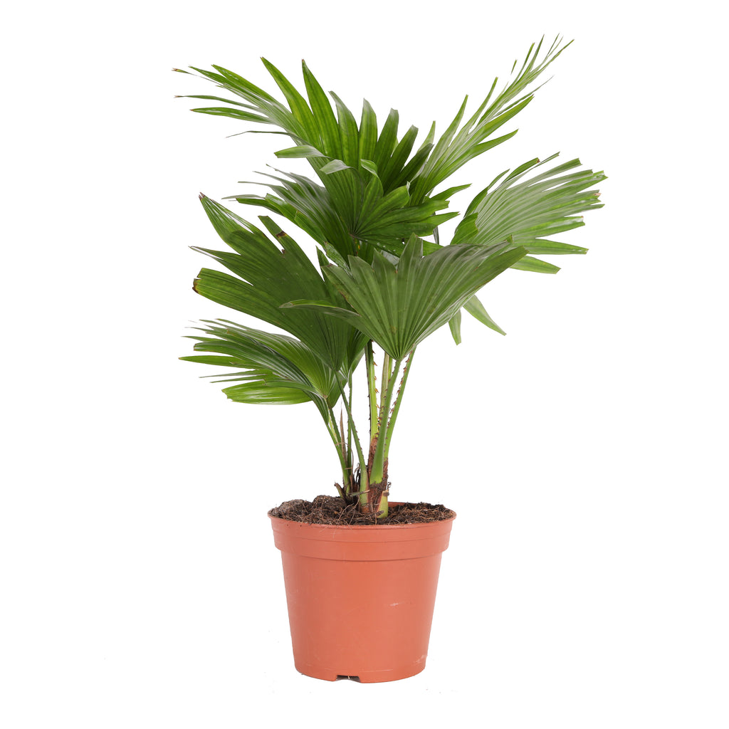 Livistiona, diğer ismiyle Livistona Hava Temizleyici Palmiye bitkisinin yorumlarını inceleyin, Bitkim.com'a özel indirimli fiyata şimdi satın alın!