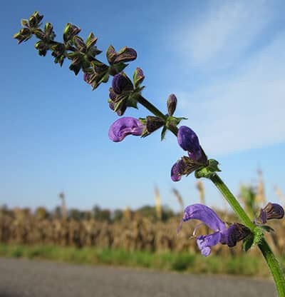 fix hormonal imbalances clary sage essential oil