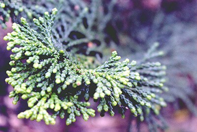 uses for cypress essential oil