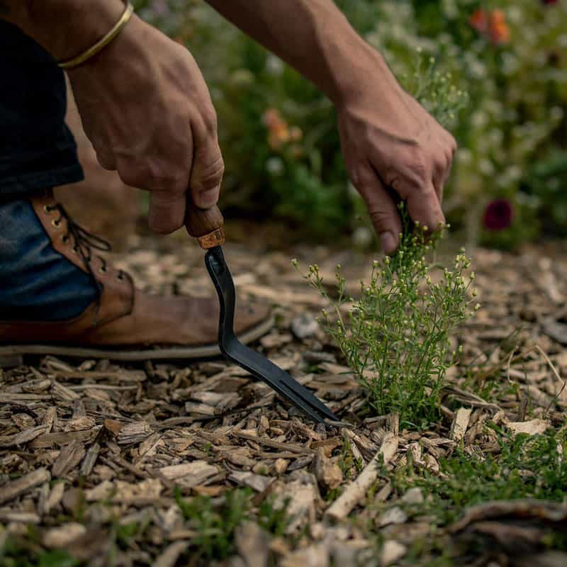 Dandelion Weeding Fork by Barebones