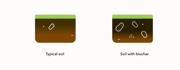 Microbe activity of typical soil vs. soil with biochar.