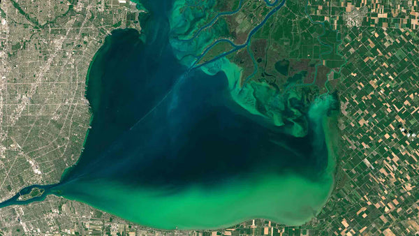 An algae bloom in Lake St. Clair in July 2015. The lake is bordered by Detroit, Michigan to the west and Canadian farmland to the east. NASA/NOAA