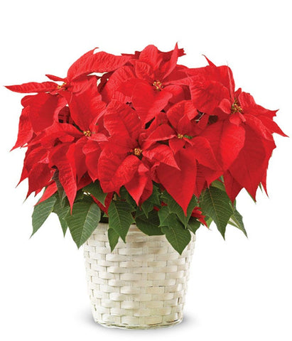 Poinsettia Plant