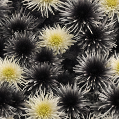 Spider Mums Flowers