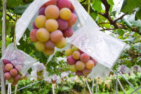 Grapes in a farm