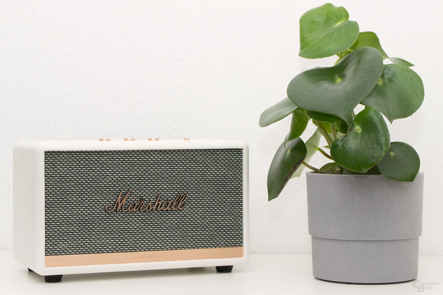 Marshall Bluetooth-Lautsprecher neben einer kleinen Topfpflanze auf weißem Hintergrund