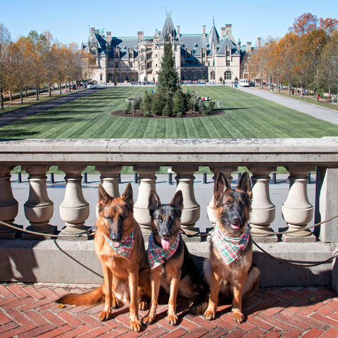 Three German Shepherd Dogs sitting outside The Biltmore mansion in Asheville, North Carolina.