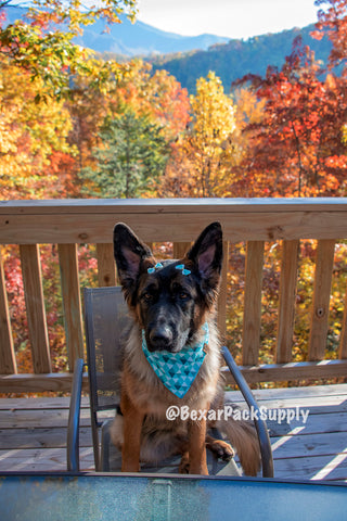 German Shepherd Dog sitting in chair on balcony that overlooks the Great Smokey Mountains.