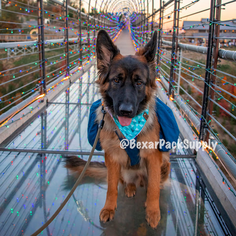 German Shepherd dog on glass sky bridge in Gatlinburg, Tennessee.