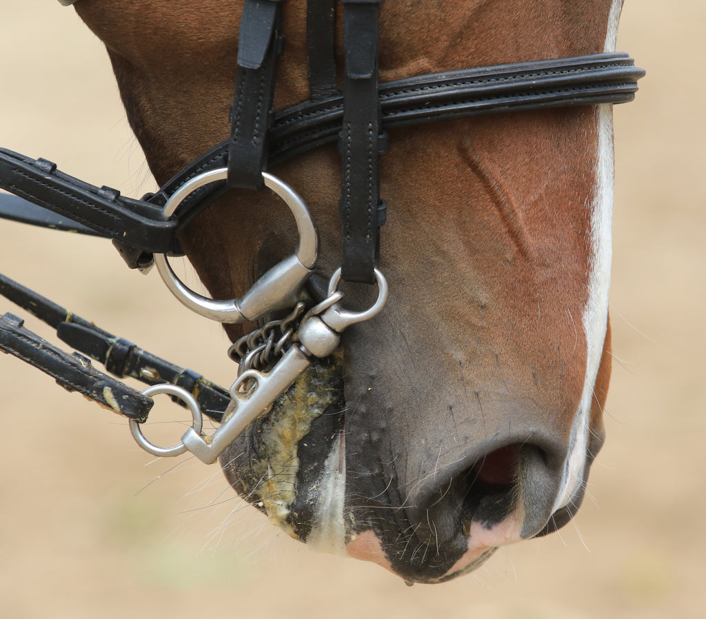 Mastering the Art of Horse Riding: 10 Essential Tips for Beginners