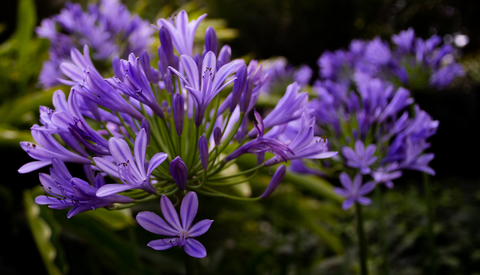 Agapanthus 7-14-28