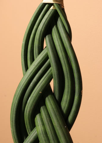 cylindrical snake plant