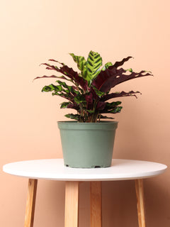 Medium Calathea Rattlesnake