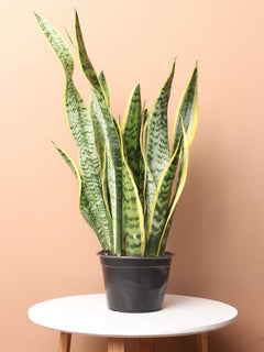 Medium Snake Plant