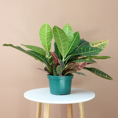 Medium Garden Croton