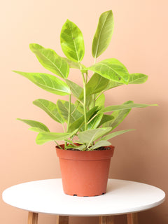 Medium Ficus Altissima