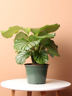 Medium Calathea Orbifolia