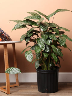 Large Calathea Setosa