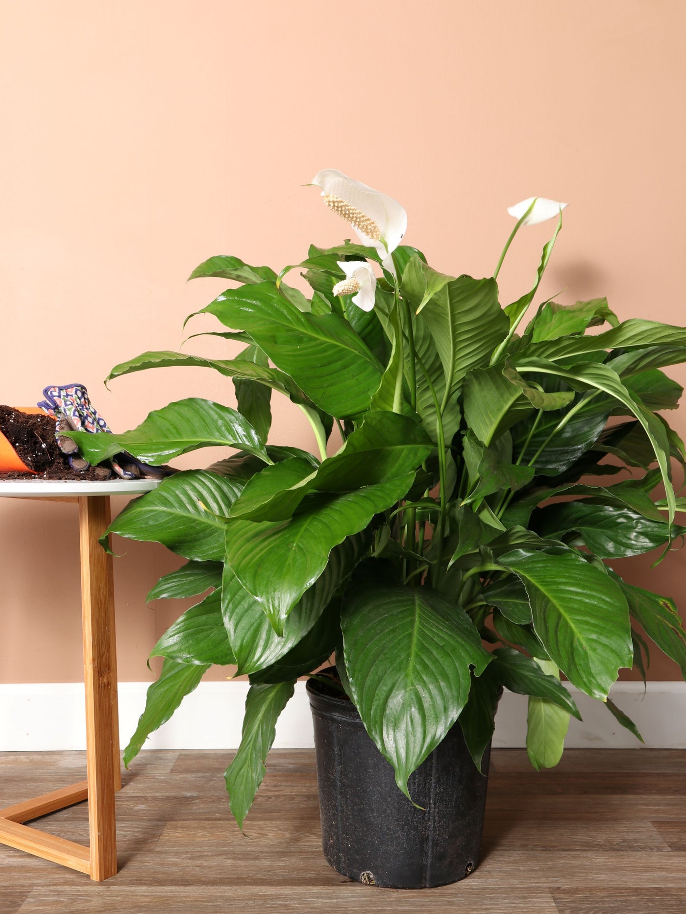 Large Peace Lily – Dahing Plants