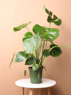 Medium Monstera Deliciosa