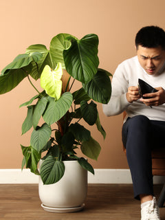 Large Philodendron 'Fuzzy Petiole'