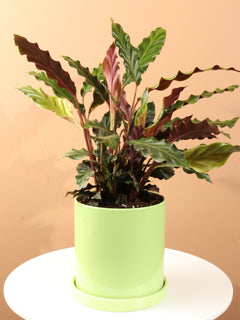 Medium Calathea Rufibarba