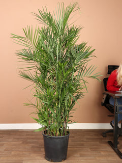 Full Size Bamboo Palm