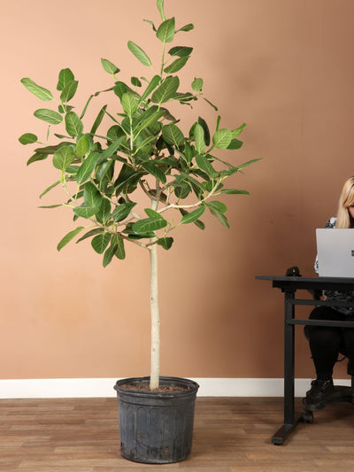 Ficus Audrey Tree With Mid-Century Pot Extra Large 5-6 ft tall, potted  plant, shipped by Léon & George