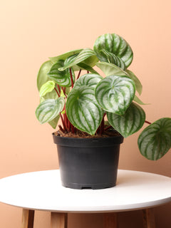 Medium Watermelon Peperomia