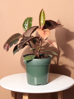 Medium Ruby Rubber Tree (Ficus Elastica Ruby)