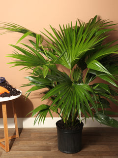 Large Chinese Fan Palm