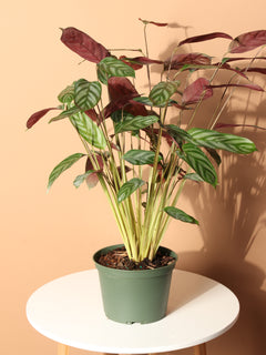 Medium Calathea Setosa