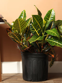 Large Garden Croton