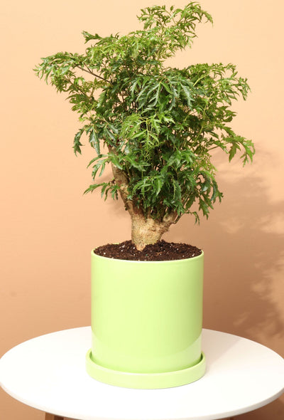 Desktop Ficus Bonsai Delivered Tomorrow To NYC or NJ By Dahing Plants