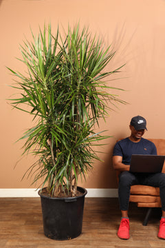 Huge Dracaena Marginata