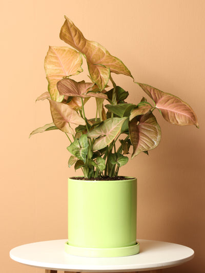 Rubber Tree With Mid-Century Pot Large 2-3 ft tall, potted plant, shipped  by Léon & George