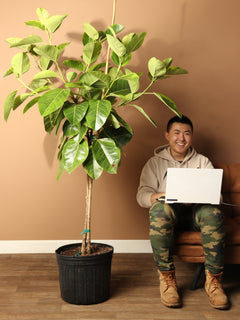 Full Size Ficus Altissima Std